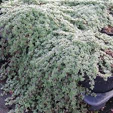 8525  Thymus pseudolanuginosus  I  Svenskt namn  :Gråtimjan  I  Krukstorlek   : 11c/P9  I  Förväntad Höjd  :  5 cm  I  Blomningstid :  juni-juli - 3
