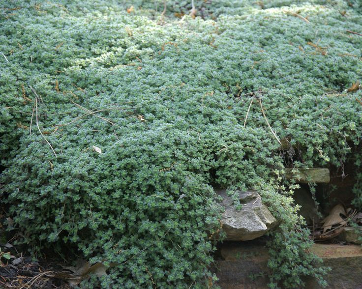 8525  Thymus pseudolanuginosus  I  Svenskt namn  :Gråtimjan  I  Krukstorlek   : 11c/P9  I  Förväntad Höjd  :  5 cm  I  Blomningstid :  juni-juli - 2