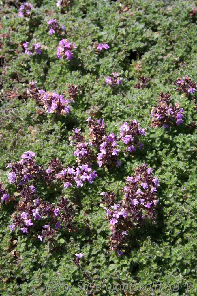 8525  Thymus pseudolanuginosus  I  Svenskt namn  :Gråtimjan  I  Krukstorlek   : 11c/P9  I  Förväntad Höjd  :  5 cm  I  Blomningstid :  juni-juli - 4