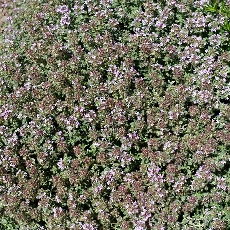 8525  Thymus pseudolanuginosus  I  Svenskt namn  :Gråtimjan  I  Krukstorlek   : 11c/P9  I  Förväntad Höjd  :  5 cm  I  Blomningstid :  juni-juli