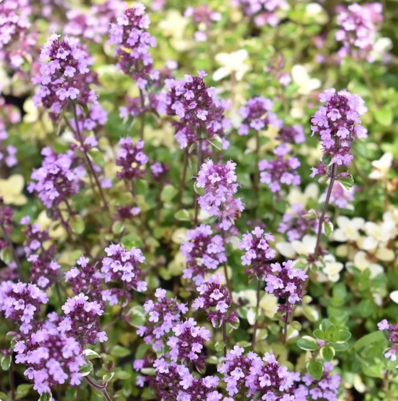 8519  Thymus pulegioides Foxley  I  Svenskt namn  :Stortimjan  I  Krukstorlek   : 11c  I  Förväntad Höjd  :  15 cm  I  Blomningstid :  juni-juli - 2