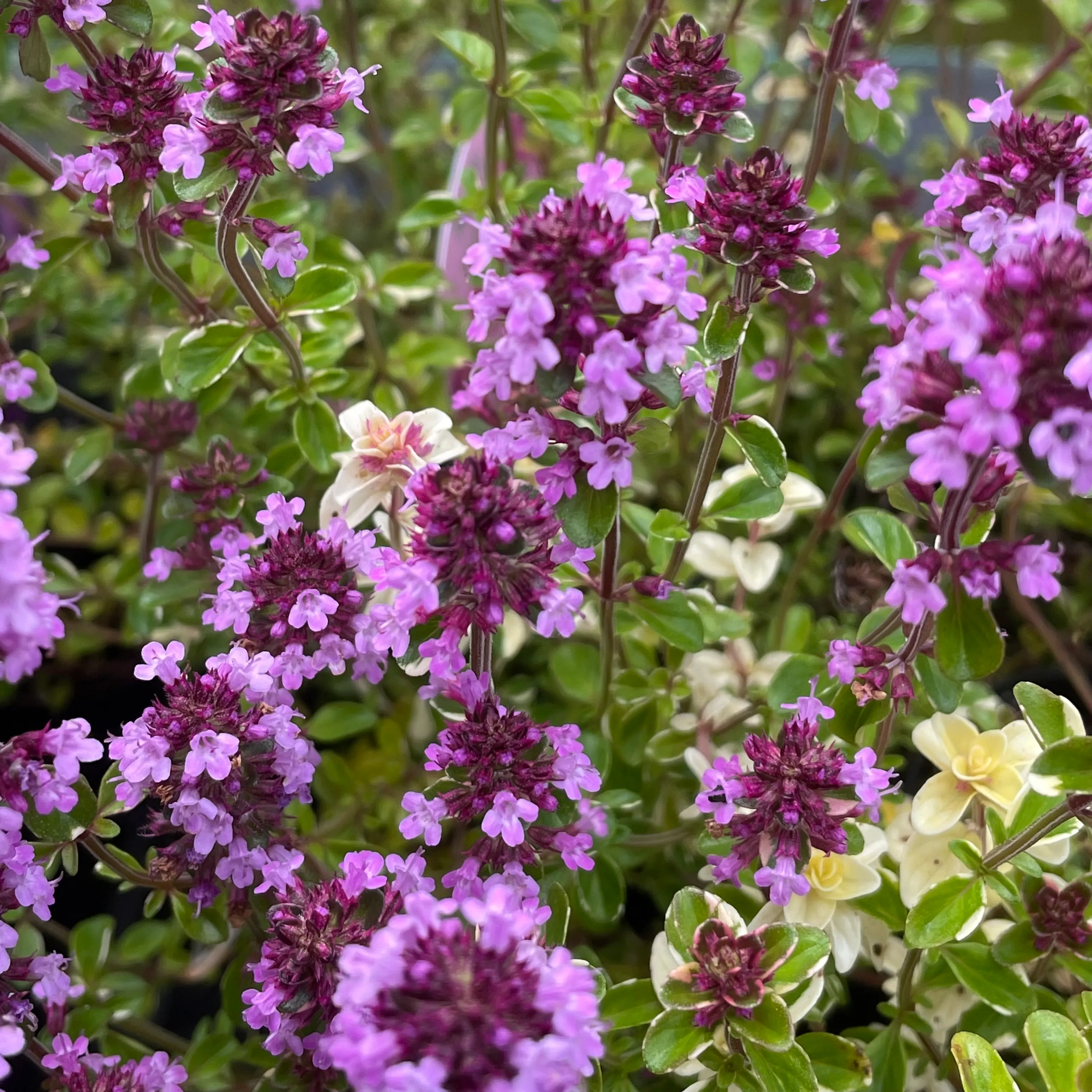 8519  Thymus pulegioides Foxley  I  Svenskt namn  :Stortimjan  I  Krukstorlek   : 11c  I  Förväntad Höjd  :  15 cm  I  Blomningstid :  juni-juli - 3