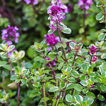 8519  Thymus pulegioides Foxley  I  Svenskt namn  :Stortimjan  I  Krukstorlek   : 11c  I  Förväntad Höjd  :  15 cm  I  Blomningstid :  juni-juli