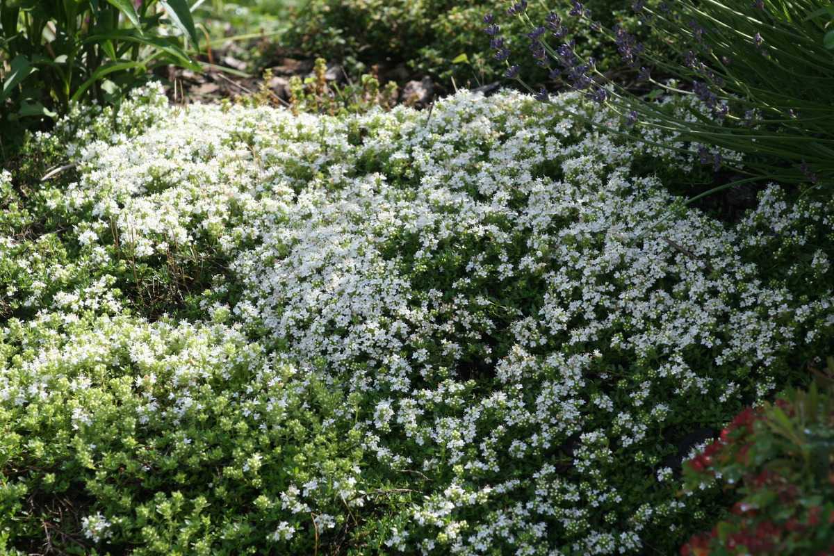 8527  Thymus serpyllum  Albus  I  Svenskt namn  :Backtimjan  I  Krukstorlek   : 11c/P9  I  Förväntad Höjd  :  5 cm  I  Blomningstid :  juni-juli - 2