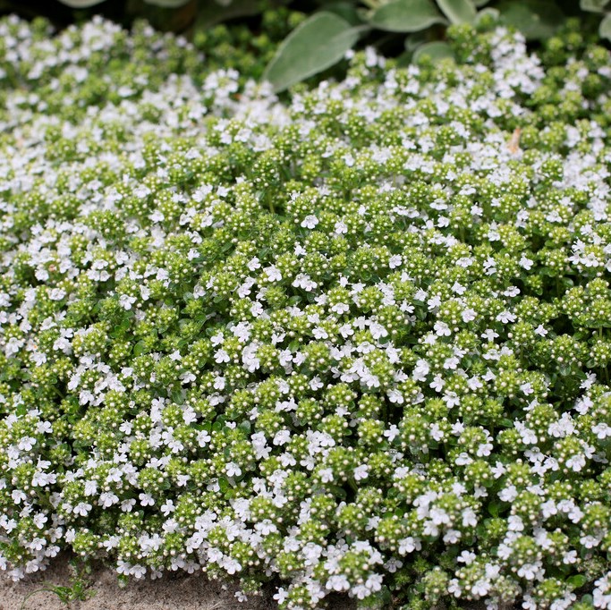 8527  Thymus serpyllum  Albus  I  Svenskt namn  :Backtimjan  I  Krukstorlek   : 11c/P9  I  Förväntad Höjd  :  5 cm  I  Blomningstid :  juni-juli
