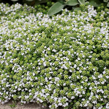 8527  Thymus serpyllum  Albus  I  Svenskt namn  :Backtimjan  I  Krukstorlek   : 11c/P9  I  Förväntad Höjd  :  5 cm  I  Blomningstid :  juni-juli