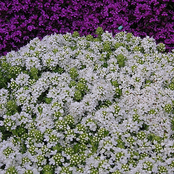 8527  Thymus serpyllum  Albus  I  Svenskt namn  :Backtimjan  I  Krukstorlek   : 11c/P9  I  Förväntad Höjd  :  5 cm  I  Blomningstid :  juni-juli - 3