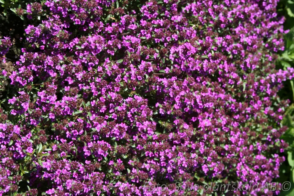 8530  Thymus serpyllum  Coccineus  I  Svenskt namn  :Backtimjan  I  Krukstorlek   : 11c/P9  I  Förväntad Höjd  :  5 cm  I  Blomningstid :  juni-juli - 3
