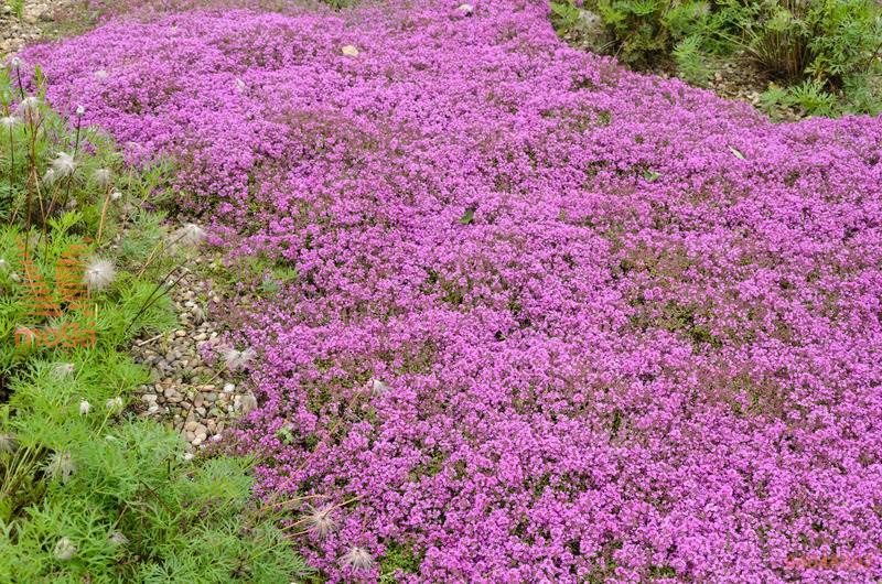8530  Thymus serpyllum  Coccineus  I  Svenskt namn  :Backtimjan  I  Krukstorlek   : 11c/P9  I  Förväntad Höjd  :  5 cm  I  Blomningstid :  juni-juli - 4