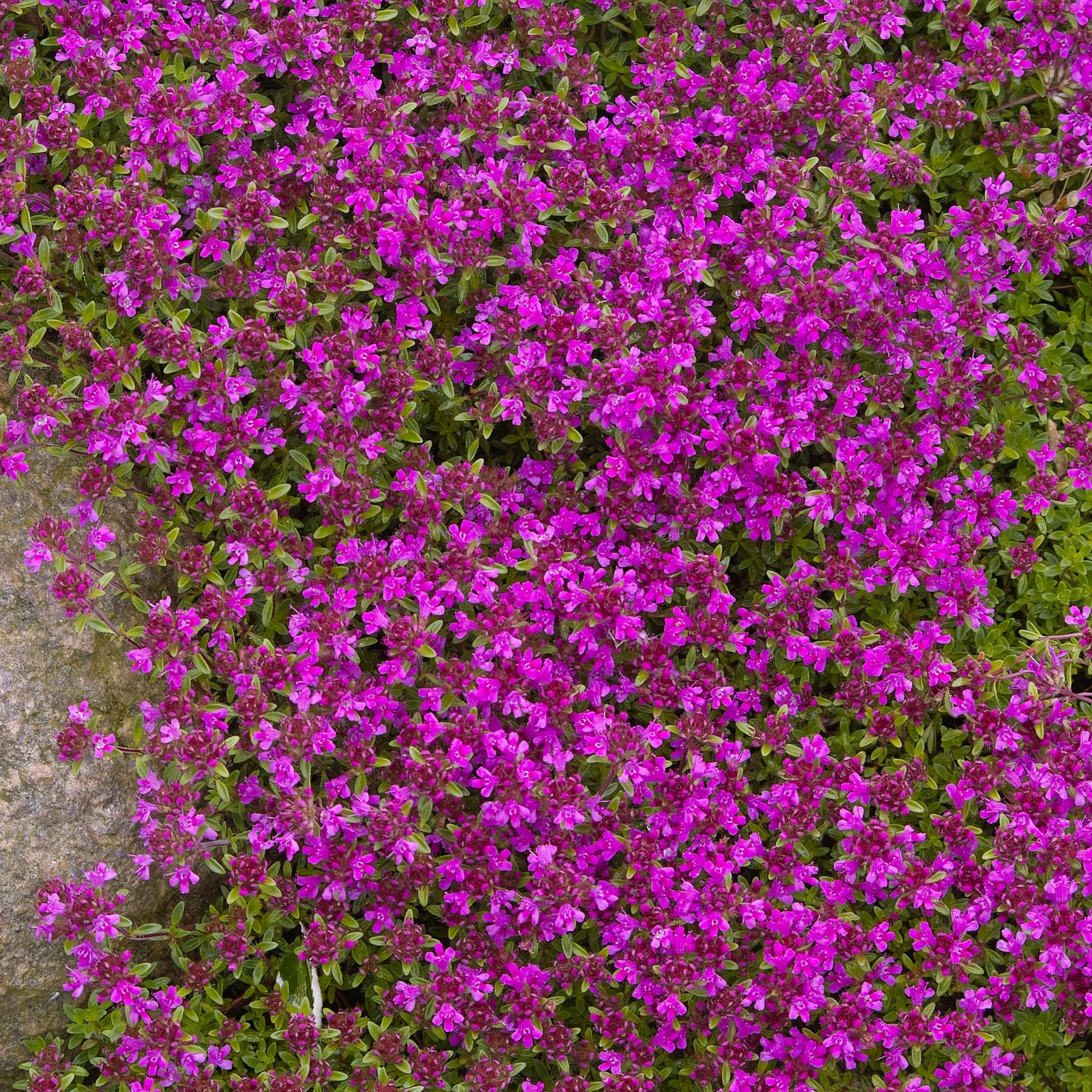 8530  Thymus serpyllum  Coccineus  I  Svenskt namn  :Backtimjan  I  Krukstorlek   : 11c/P9  I  Förväntad Höjd  :  5 cm  I  Blomningstid :  juni-juli