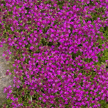 8530  Thymus serpyllum  Coccineus  I  Svenskt namn  :Backtimjan  I  Krukstorlek   : 11c/P9  I  Förväntad Höjd  :  5 cm  I  Blomningstid :  juni-juli