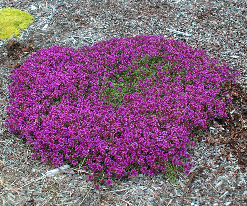 8530  Thymus serpyllum  Coccineus  I  Svenskt namn  :Backtimjan  I  Krukstorlek   : 11c/P9  I  Förväntad Höjd  :  5 cm  I  Blomningstid :  juni-juli - 2