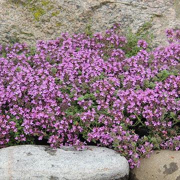 8537  Thymus serpyllum  Pink Chintz  I  Svenskt namn  :Backtimjan  I  Krukstorlek   : 11c  I  Förväntad Höjd  :  5 cm  I  Blomningstid :  juni-juli - 2