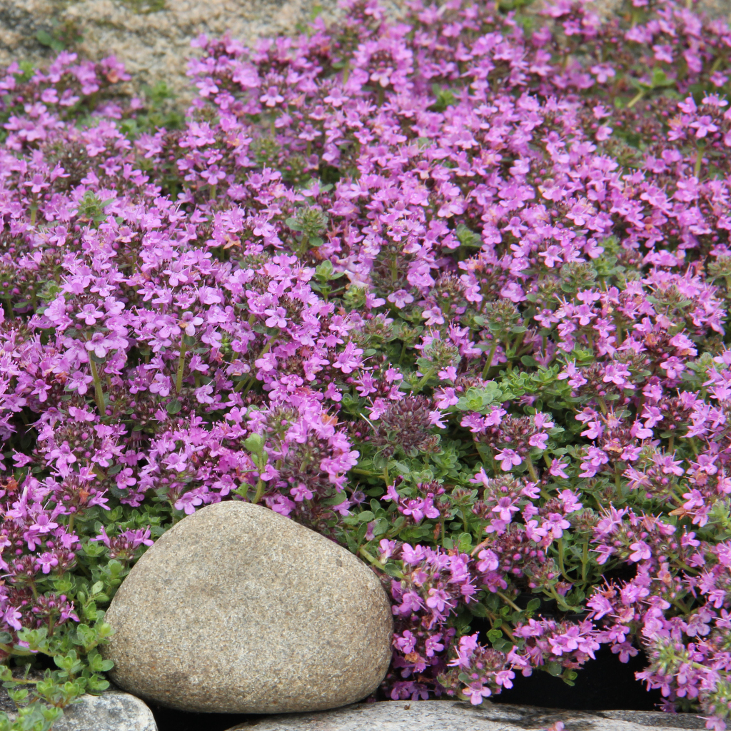 8537  Thymus serpyllum  Pink Chintz  I  Svenskt namn  :Backtimjan  I  Krukstorlek   : 11c  I  Förväntad Höjd  :  5 cm  I  Blomningstid :  juni-juli