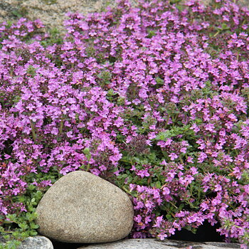 8537  Thymus serpyllum  Pink Chintz  I  Svenskt namn  :Backtimjan  I  Krukstorlek   : 11c  I  Förväntad Höjd  :  5 cm  I  Blomningstid :  juni-juli