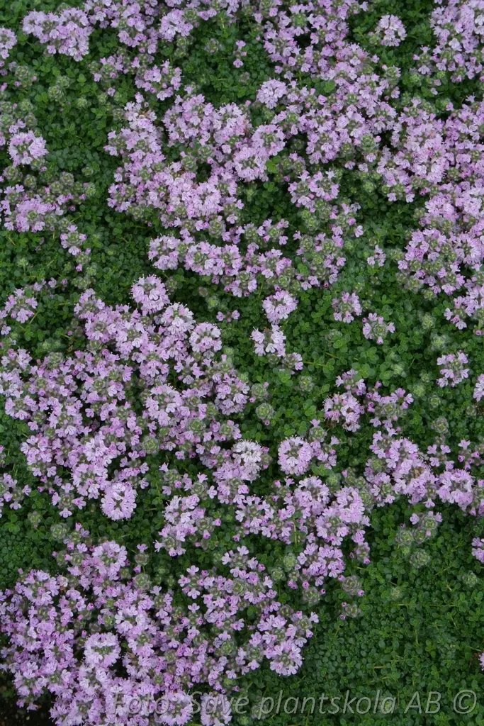 8537  Thymus serpyllum  Pink Chintz  I  Svenskt namn  :Backtimjan  I  Krukstorlek   : 11c  I  Förväntad Höjd  :  5 cm  I  Blomningstid :  juni-juli - 3