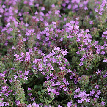 8537  Thymus serpyllum  Pink Chintz  I  Svenskt namn  :Backtimjan  I  Krukstorlek   : 11c  I  Förväntad Höjd  :  5 cm  I  Blomningstid :  juni-juli - 4
