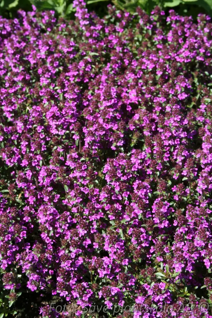 8534  Thymus serpyllum  Purple Beauty  I  Svenskt namn  :Backtimjan  I  Krukstorlek   : P9  I  Förväntad Höjd  :  5 cm  I  Blomningstid :  juni-juli - 4