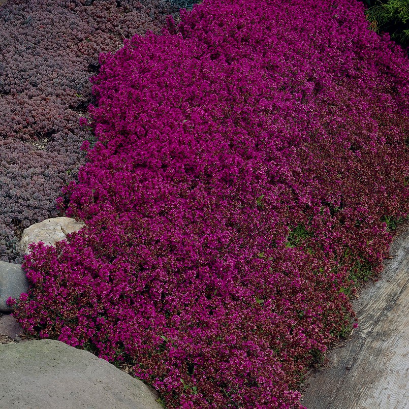 8534  Thymus serpyllum  Purple Beauty  I  Svenskt namn  :Backtimjan  I  Krukstorlek   : P9  I  Förväntad Höjd  :  5 cm  I  Blomningstid :  juni-juli