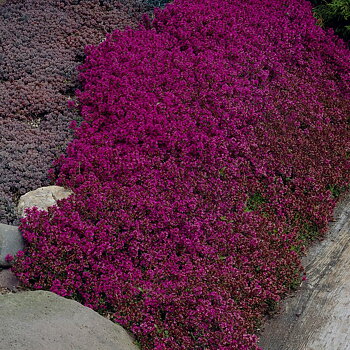 8534  Thymus serpyllum  Purple Beauty  I  Svenskt namn  :Backtimjan  I  Krukstorlek   : P9  I  Förväntad Höjd  :  5 cm  I  Blomningstid :  juni-juli