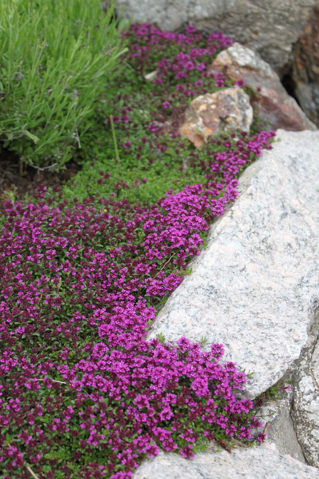 8534  Thymus serpyllum  Purple Beauty  I  Svenskt namn  :Backtimjan  I  Krukstorlek   : P9  I  Förväntad Höjd  :  5 cm  I  Blomningstid :  juni-juli - 2