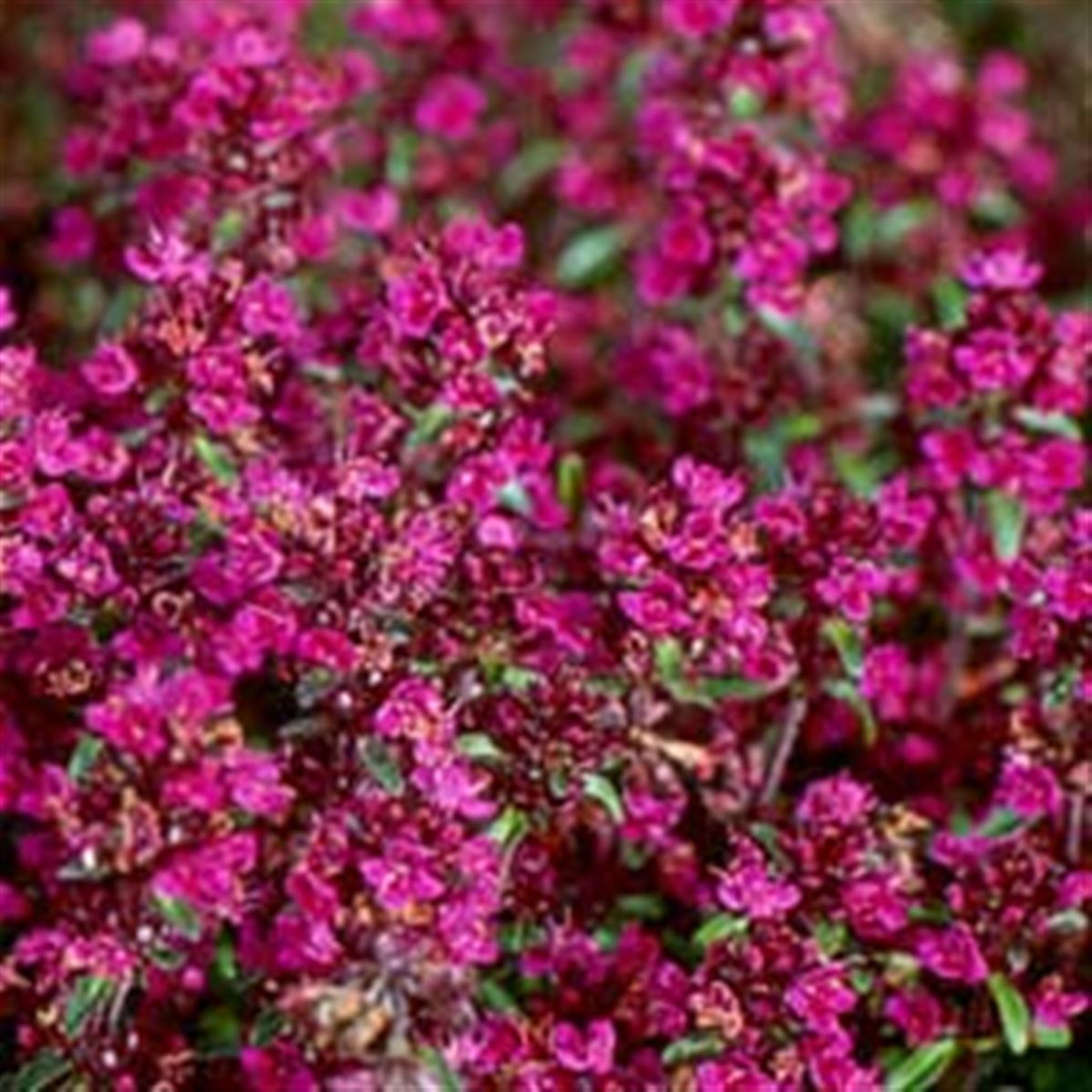 8534  Thymus serpyllum  Purple Beauty  I  Svenskt namn  :Backtimjan  I  Krukstorlek   : P9  I  Förväntad Höjd  :  5 cm  I  Blomningstid :  juni-juli - 3