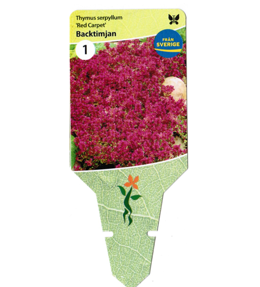 8536  Thymus serpyllum  Red Carpet  I  Svenskt namn  :Backtimjan  I  Krukstorlek   : 11c  I  Förväntad Höjd  :  5 cm  I  Blomningstid :  juni-juli - 3