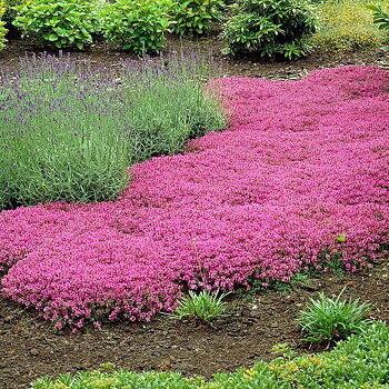 8536  Thymus serpyllum  Red Carpet  I  Svenskt namn  :Backtimjan  I  Krukstorlek   : 11c  I  Förväntad Höjd  :  5 cm  I  Blomningstid :  juni-juli