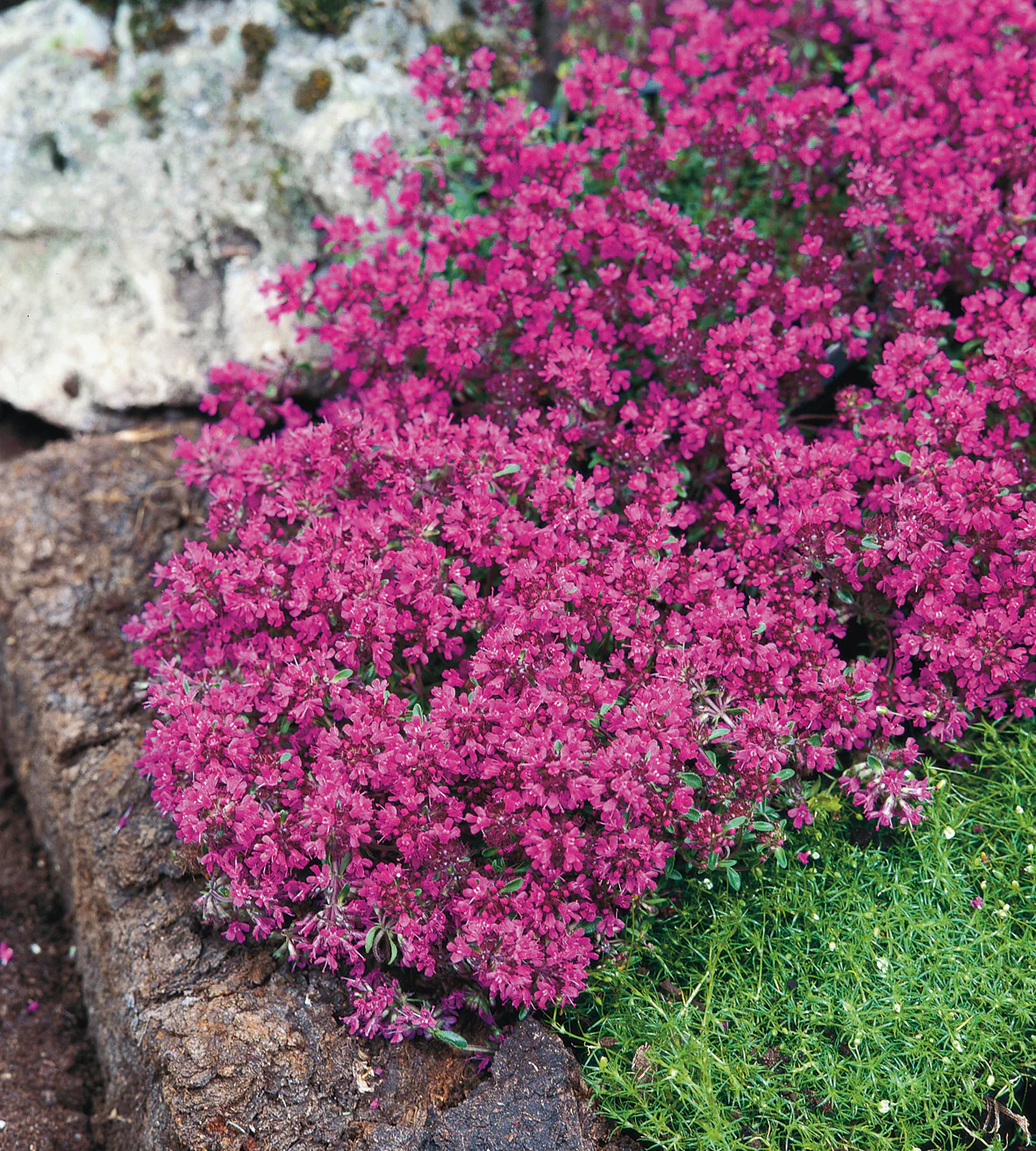 8536  Thymus serpyllum  Red Carpet  I  Svenskt namn  :Backtimjan  I  Krukstorlek   : 11c  I  Förväntad Höjd  :  5 cm  I  Blomningstid :  juni-juli - 2