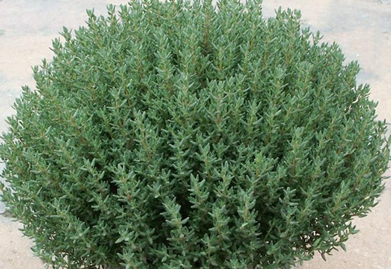 9058  Thymus vulgaris  Compactus  I  Svenskt namn  :Kryddtimjan  I  Krukstorlek   : 11c/P9  I  Förväntad Höjd  :  25 cm  I  Blomningstid :  juni-sept - 3