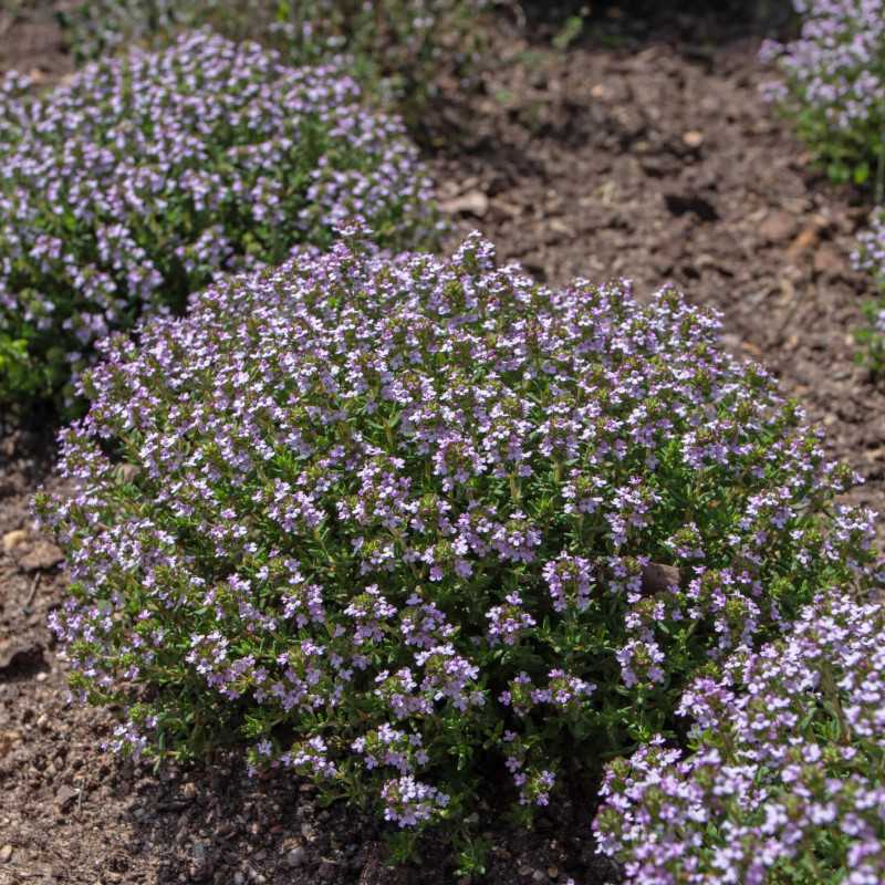 9058  Thymus vulgaris  Compactus  I  Svenskt namn  :Kryddtimjan  I  Krukstorlek   : 11c/P9  I  Förväntad Höjd  :  25 cm  I  Blomningstid :  juni-sept - 2