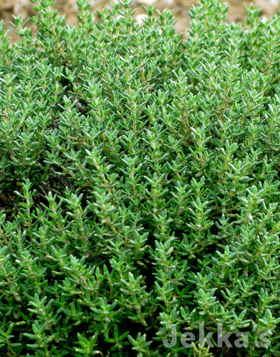 9058  Thymus vulgaris  Compactus  I  Svenskt namn  :Kryddtimjan  I  Krukstorlek   : 11c/P9  I  Förväntad Höjd  :  25 cm  I  Blomningstid :  juni-sept - 4