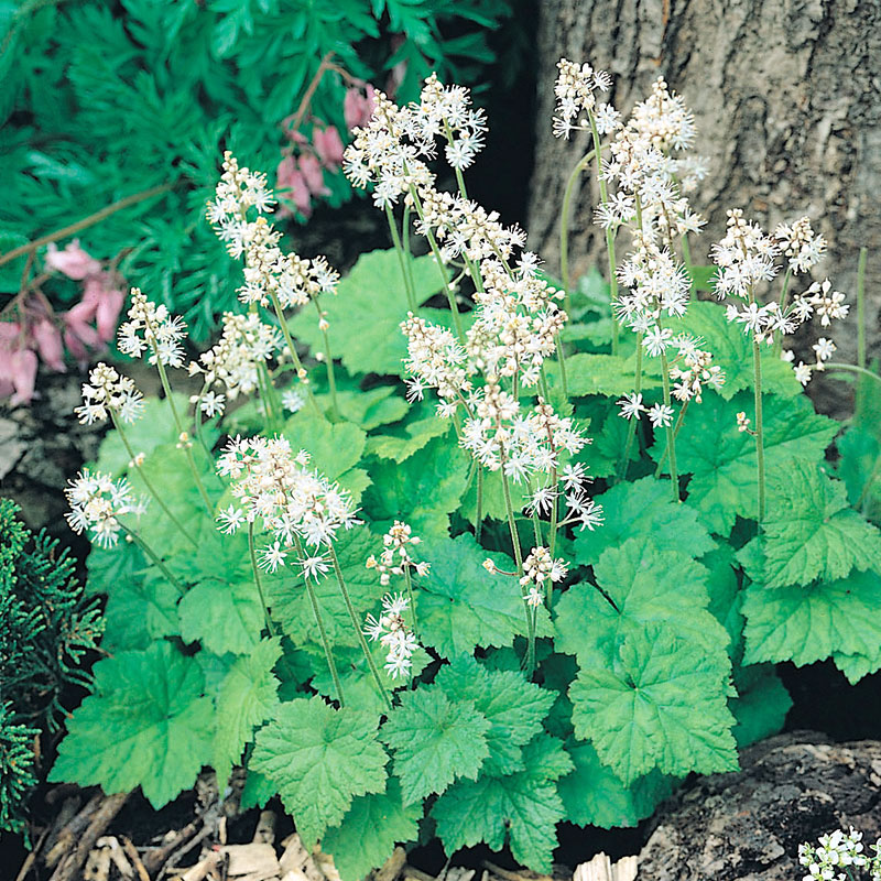 8540  Tiarella cordifolia  I  Svenskt namn  : Spetsmössa  I  Krukstorlek   : P9  I  Förväntad Höjd  :  20 cm  I  Blomningstid :  maj-juni - 4