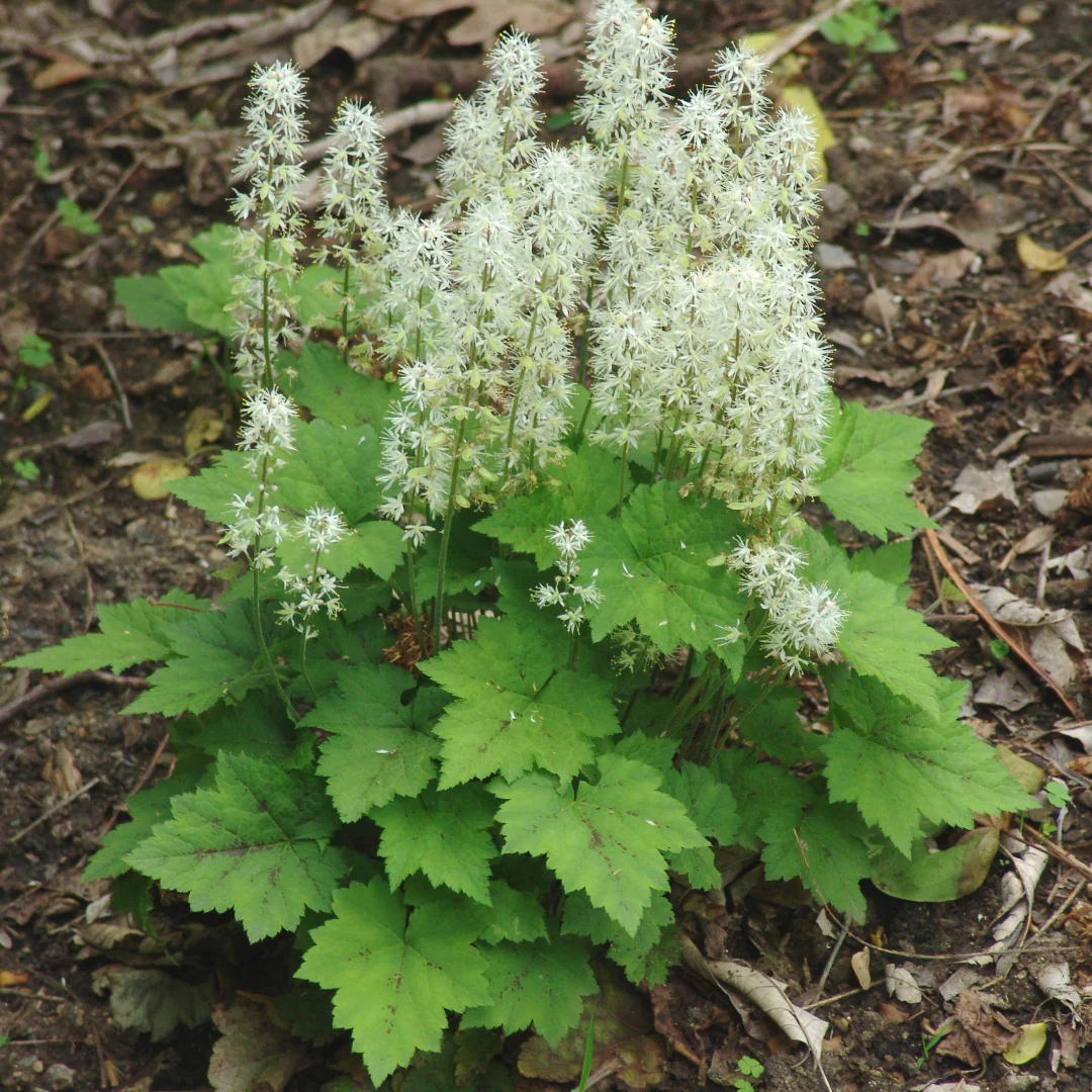 8540  Tiarella cordifolia  I  Svenskt namn  : Spetsmössa  I  Krukstorlek   : P9  I  Förväntad Höjd  :  20 cm  I  Blomningstid :  maj-juni - 3