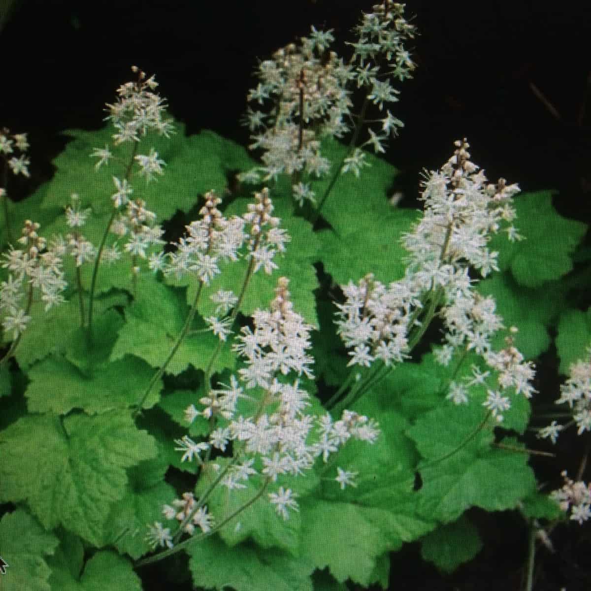8540  Tiarella cordifolia  I  Svenskt namn  : Spetsmössa  I  Krukstorlek   : P9  I  Förväntad Höjd  :  20 cm  I  Blomningstid :  maj-juni