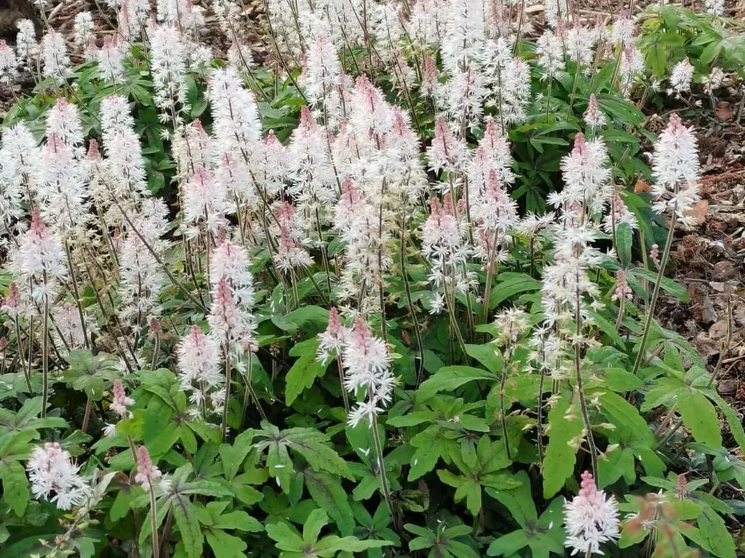8540  Tiarella cordifolia  I  Svenskt namn  : Spetsmössa  I  Krukstorlek   : P9  I  Förväntad Höjd  :  20 cm  I  Blomningstid :  maj-juni - 2