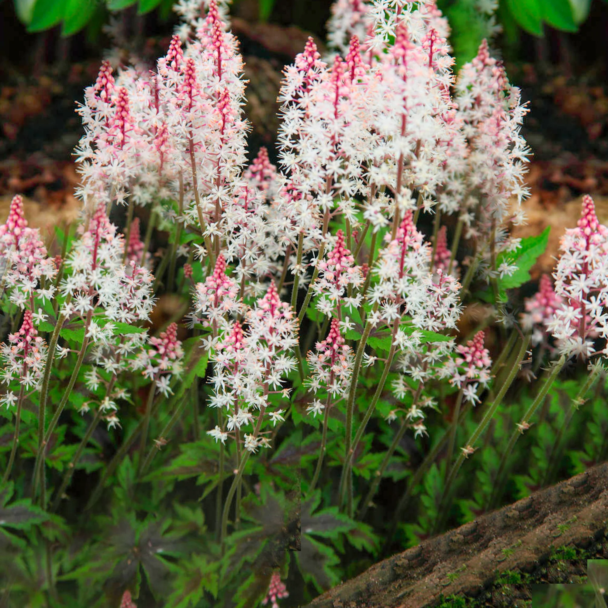 8551  Tiarella Angel Wings (PBR)  I  Svenskt namn  :Spetsmössa  I  Krukstorlek   : 11c  I  Förväntad Höjd  :  30 cm  I  Blomningstid :  maj-juni
