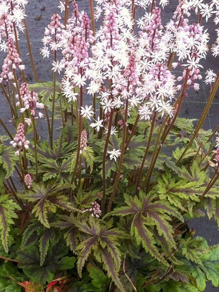 8551  Tiarella Angel Wings (PBR)  I  Svenskt namn  :Spetsmössa  I  Krukstorlek   : 11c  I  Förväntad Höjd  :  30 cm  I  Blomningstid :  maj-juni - 2