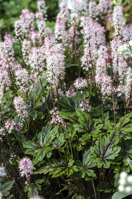 8551  Tiarella Angel Wings (PBR)  I  Svenskt namn  :Spetsmössa  I  Krukstorlek   : 11c  I  Förväntad Höjd  :  30 cm  I  Blomningstid :  maj-juni - 3