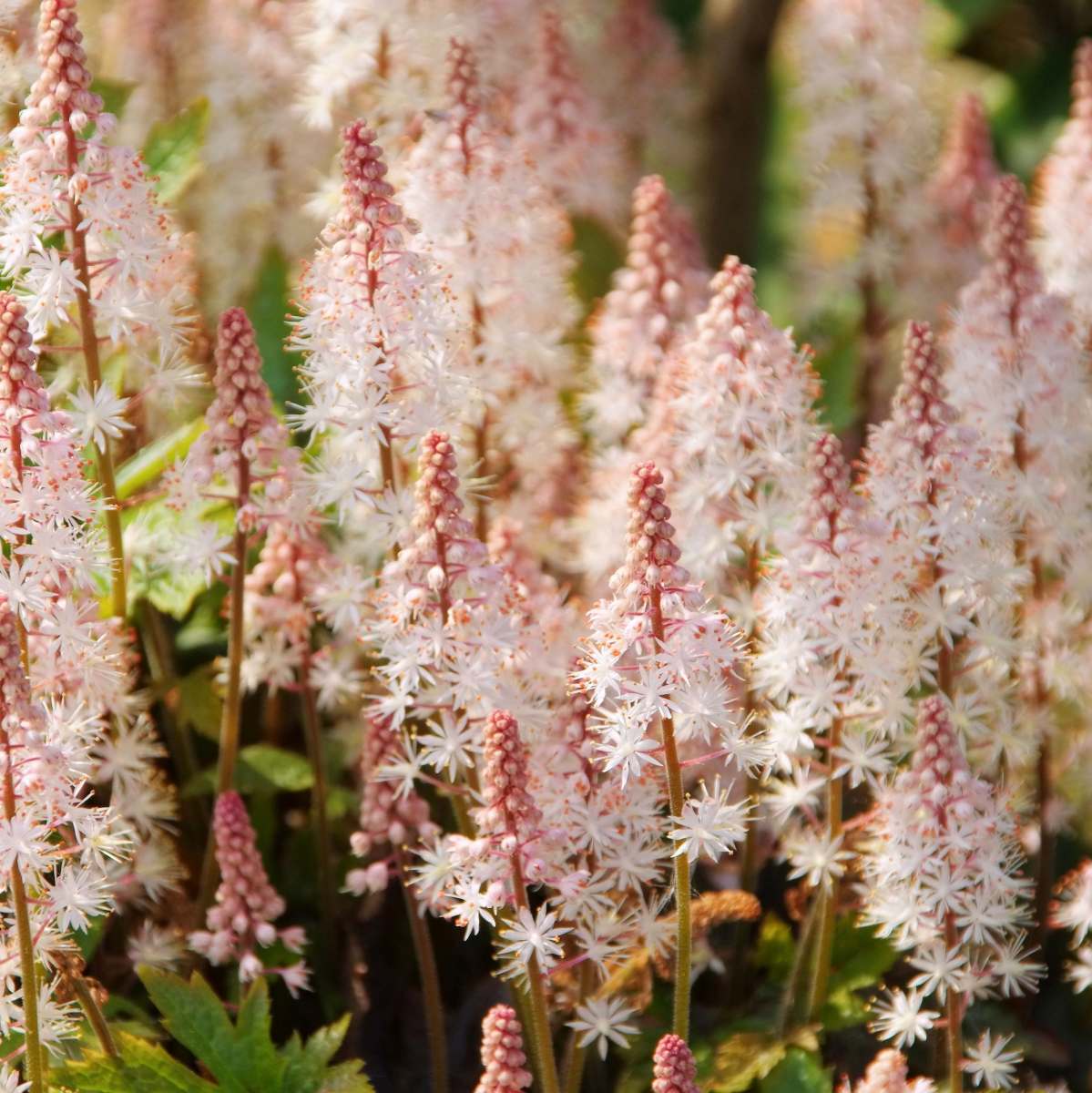 8559  Tiarella Pink Skyrocket (PBR)  I  Svenskt namn  :Spetsmössa  I  Krukstorlek   : 11c/P9  I  Förväntad Höjd  :  30 cm  I  Blomningstid :  maj-juli