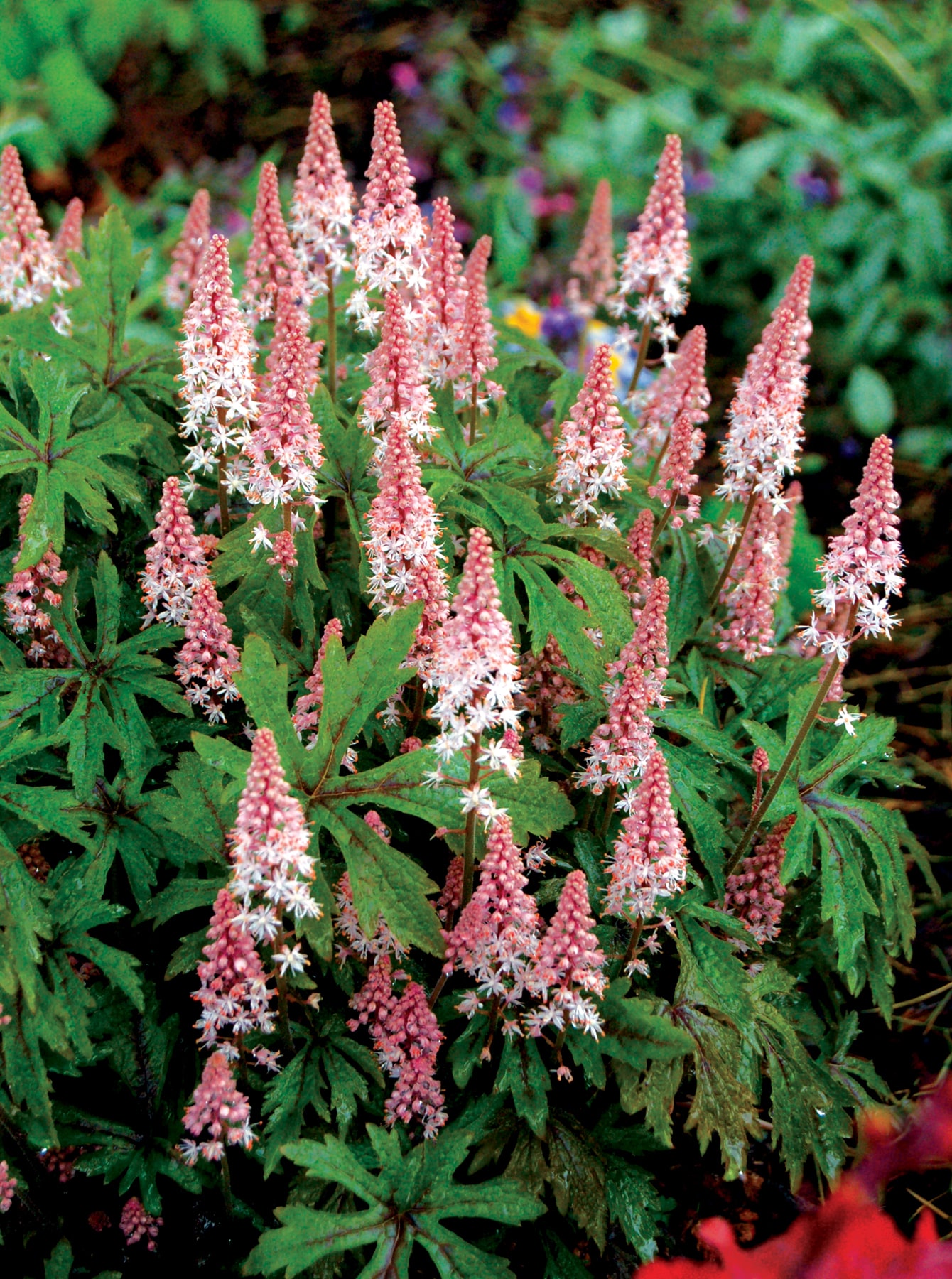8559  Tiarella Pink Skyrocket (PBR)  I  Svenskt namn  :Spetsmössa  I  Krukstorlek   : 11c/P9  I  Förväntad Höjd  :  30 cm  I  Blomningstid :  maj-juli - 2