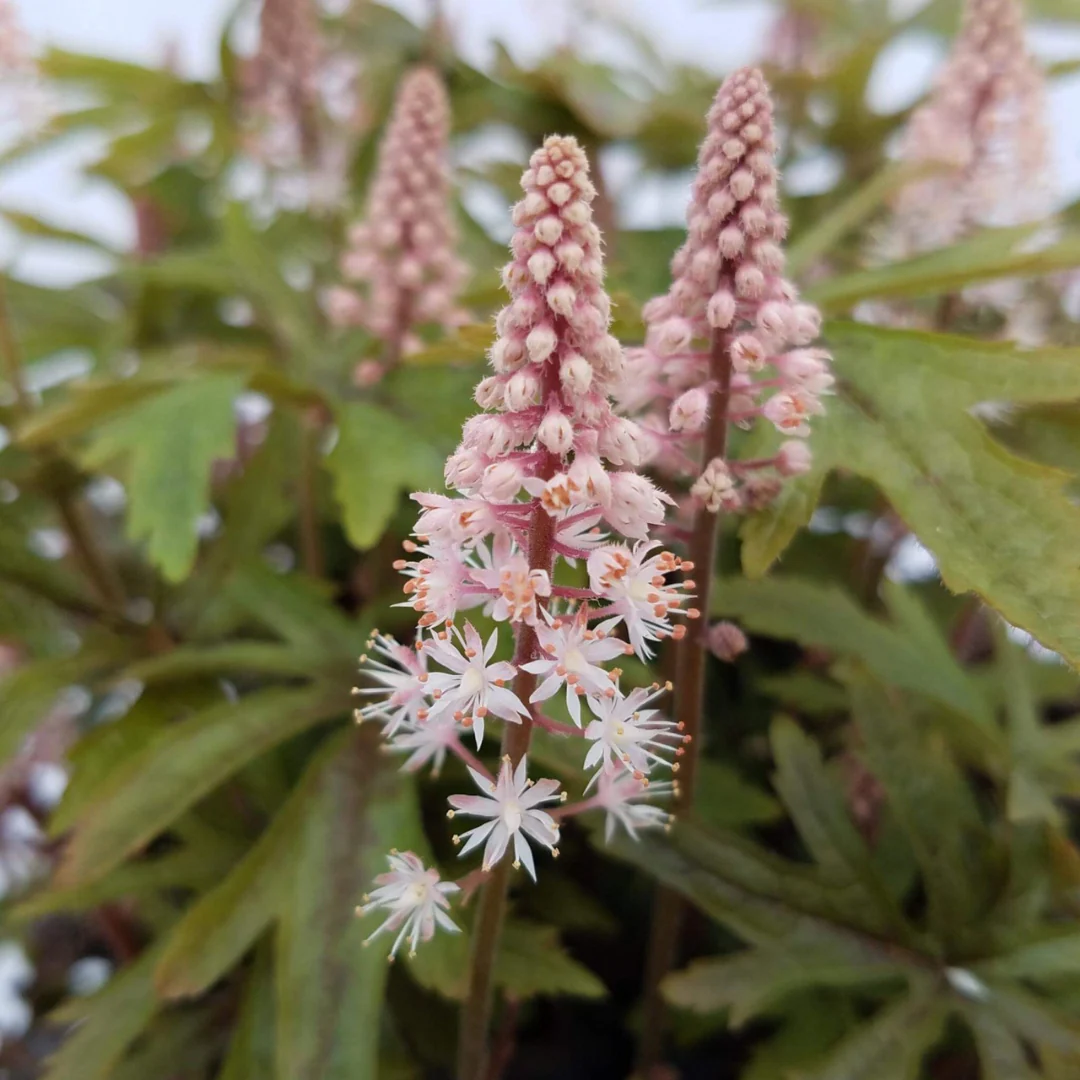 8559  Tiarella Pink Skyrocket (PBR)  I  Svenskt namn  :Spetsmössa  I  Krukstorlek   : 11c/P9  I  Förväntad Höjd  :  30 cm  I  Blomningstid :  maj-juli - 3