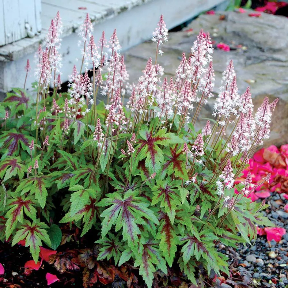 8552  Tiarella Sugar and Spice (PBR)  I  Svenskt namn  :Spetsmössa  I  Krukstorlek   : 11c  I  Förväntad Höjd  :  20 cm  I  Blomningstid :  maj-juni - 2