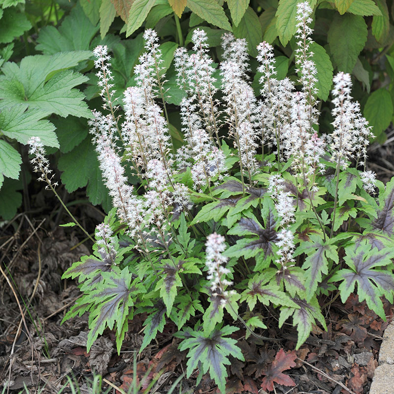 8552  Tiarella Sugar and Spice (PBR)  I  Svenskt namn  :Spetsmössa  I  Krukstorlek   : 11c  I  Förväntad Höjd  :  20 cm  I  Blomningstid :  maj-juni
