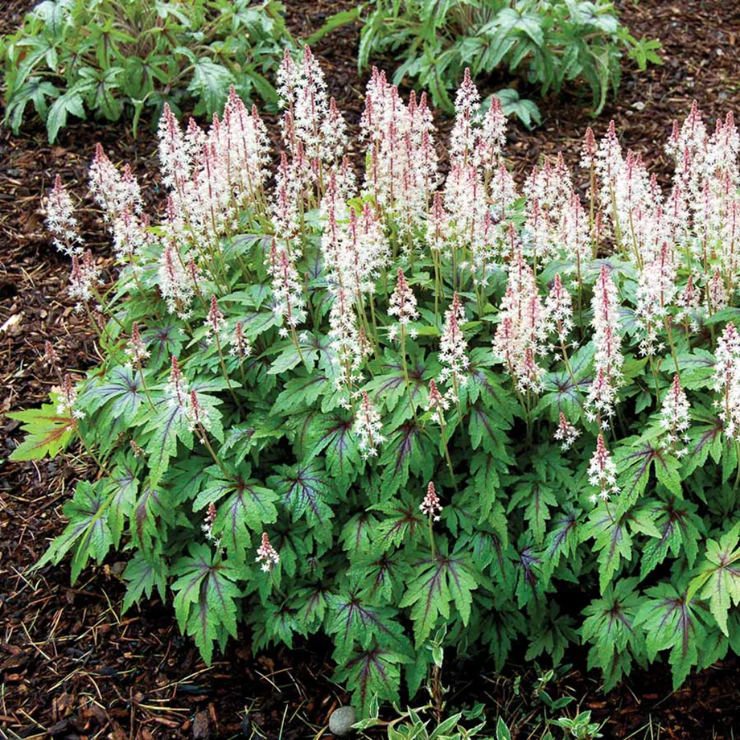 8552  Tiarella Sugar and Spice (PBR)  I  Svenskt namn  :Spetsmössa  I  Krukstorlek   : 11c  I  Förväntad Höjd  :  20 cm  I  Blomningstid :  maj-juni - 3