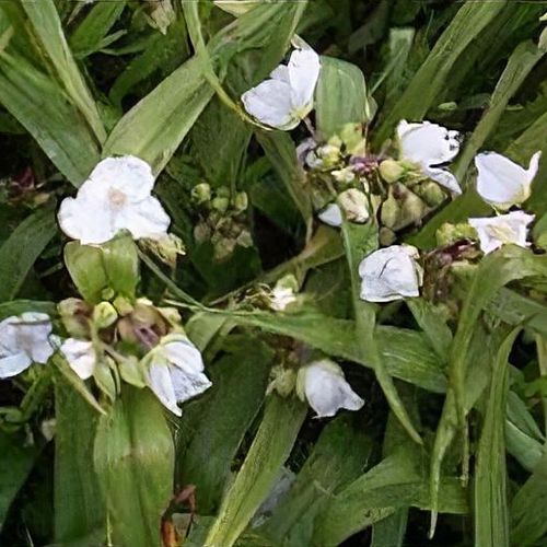 8570  Tradescantia andersoniana  Innocence  I  Svenskt namn  :Tremastarblomma  I  Krukstorlek   : SQ1  I  Förväntad Höjd  :  50 cm  I  Blomningstid :  juni-sept - 2
