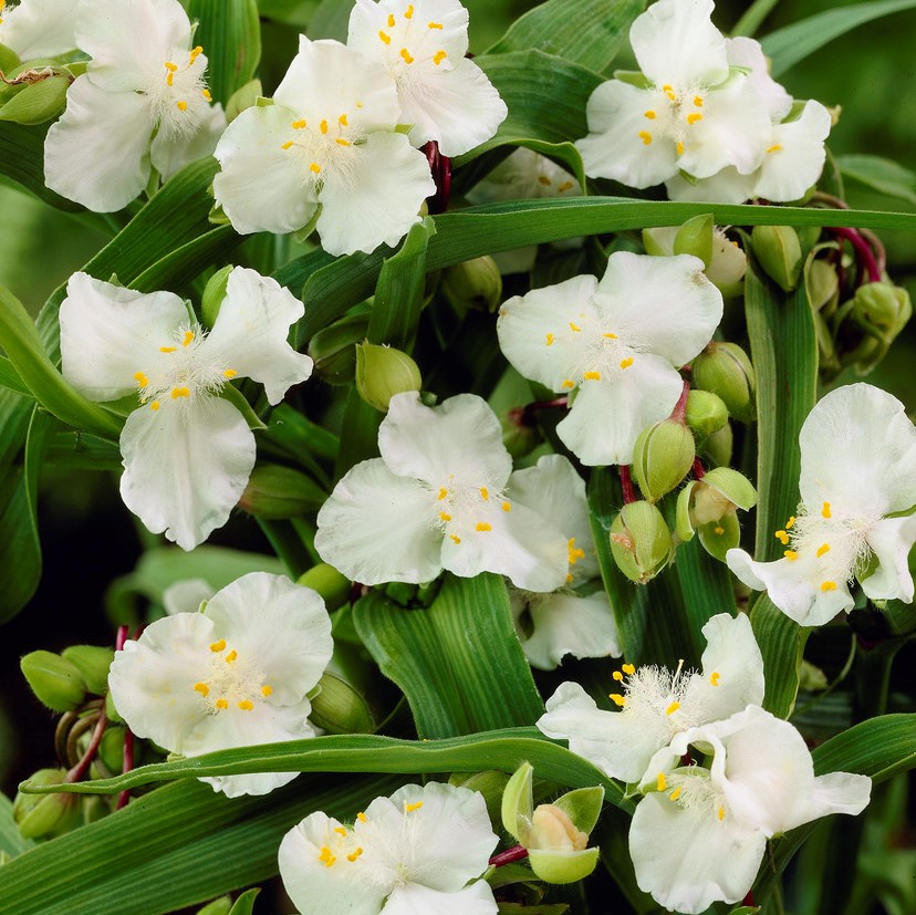 8570  Tradescantia andersoniana  Innocence  I  Svenskt namn  :Tremastarblomma  I  Krukstorlek   : SQ1  I  Förväntad Höjd  :  50 cm  I  Blomningstid :  juni-sept
