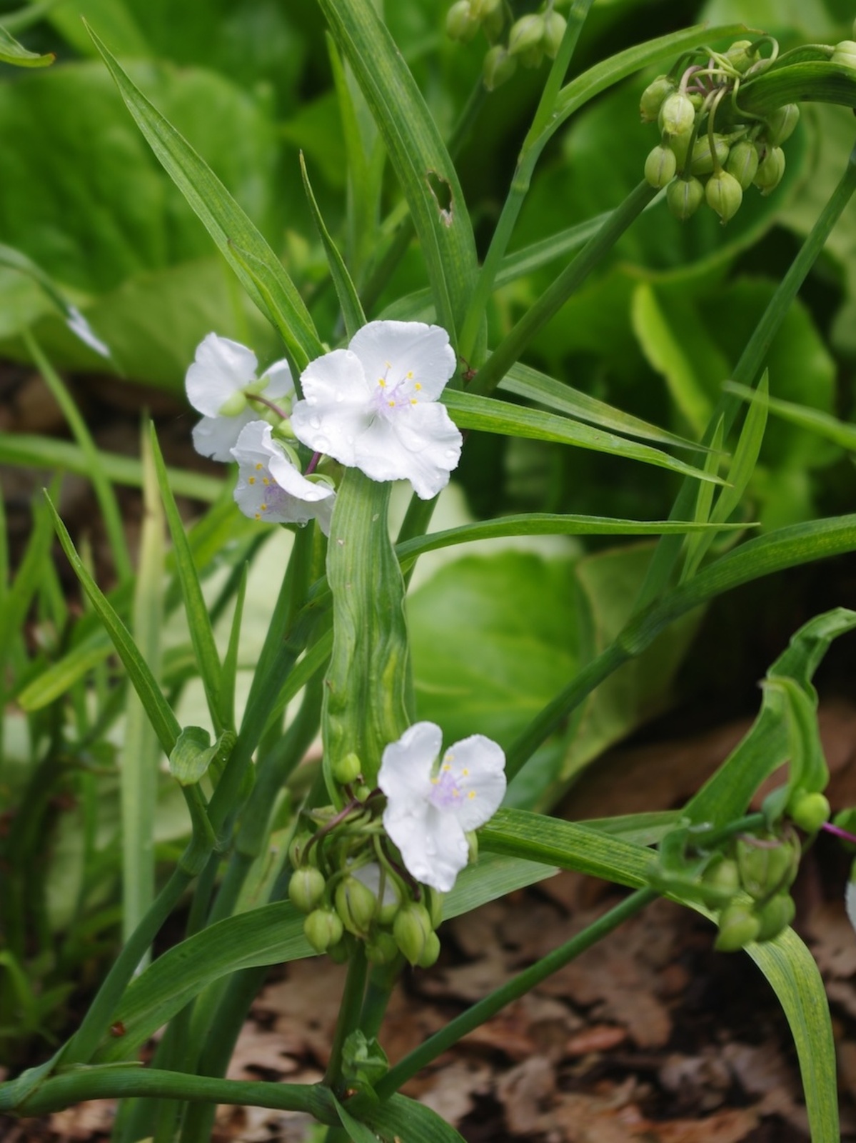 8570  Tradescantia andersoniana  Innocence  I  Svenskt namn  :Tremastarblomma  I  Krukstorlek   : SQ1  I  Förväntad Höjd  :  50 cm  I  Blomningstid :  juni-sept - 3