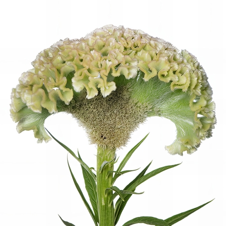 Tuppkam 'Frozen' - Celosia
