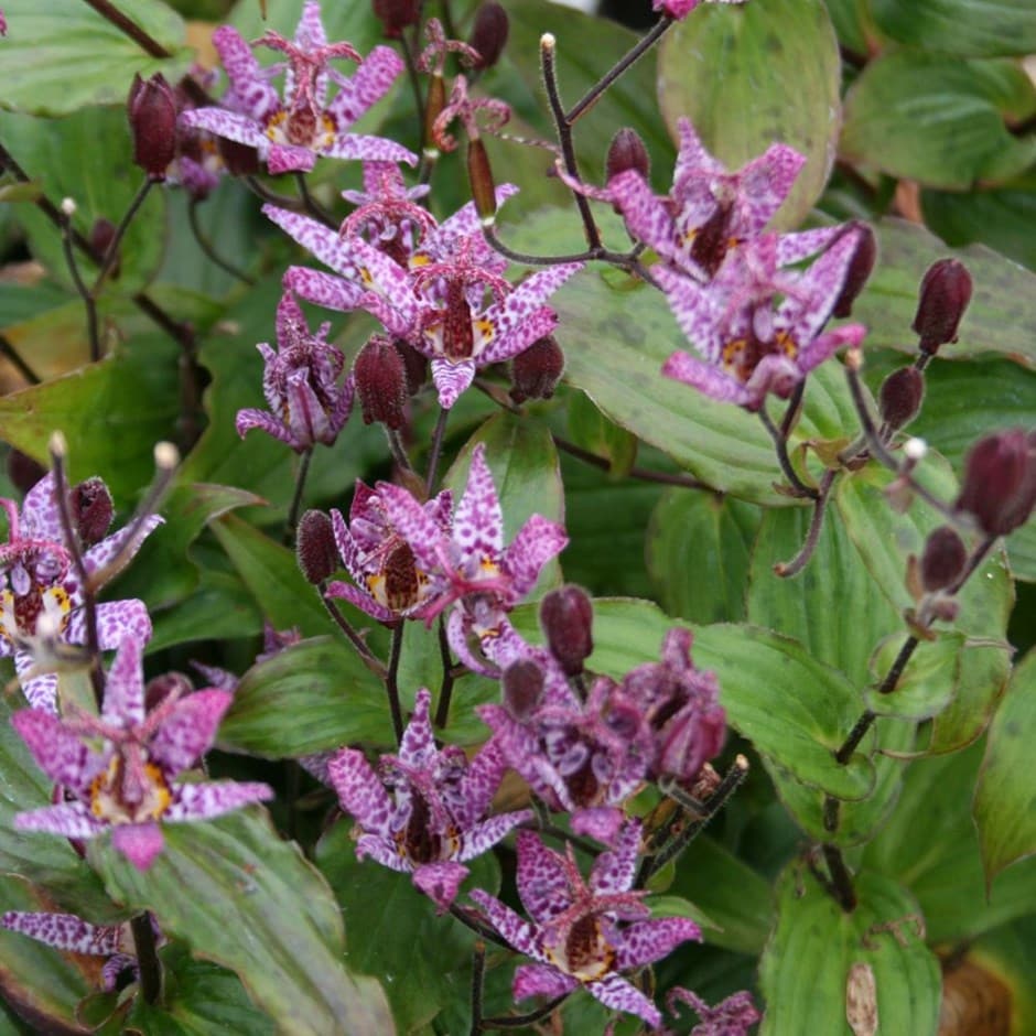 8576  Tricyrtis formosana Dark Beauty  I  Svenskt namn  :Taiwanskugglilja  I  Krukstorlek   : 11c  I  Förväntad Höjd  :  80 cm  I  Blomningstid :  aug-sept - 2